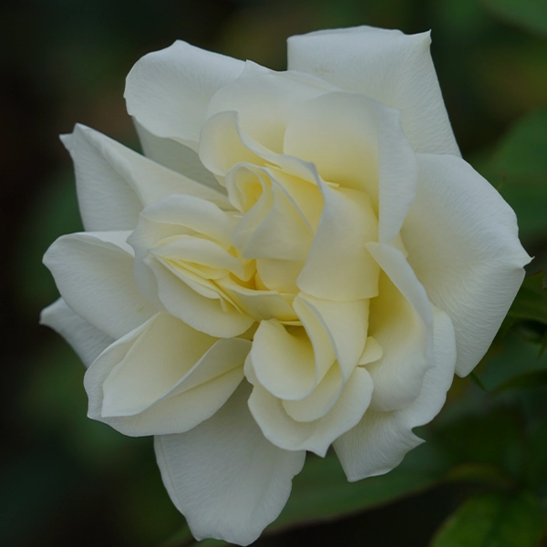 品種名COMING SOON